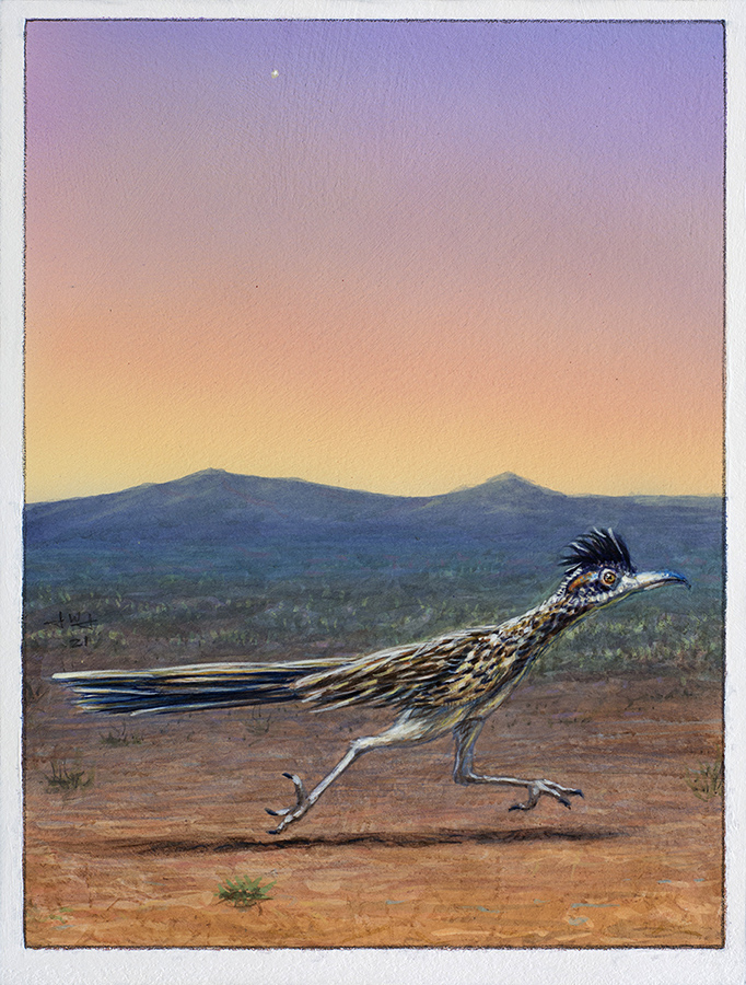 The Roadrunner